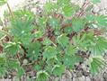 Lupinus polyphyllus